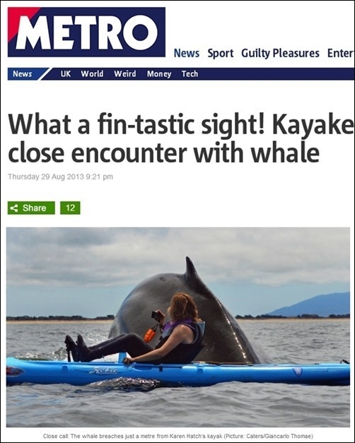 거대 혹등고래 포착 / 사진=메트로 홈페이지 캡처