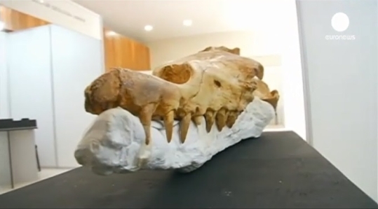 네발 고래 화석 발견 ⓒ유로뉴스 영상 캡처