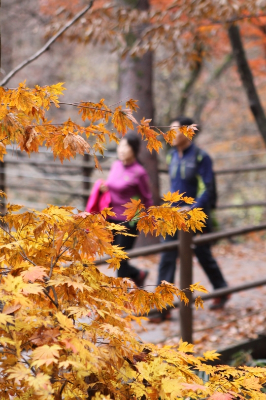 11월 첫날인 1일 강원 원주 치악산국립공원을 찾은 관광객들이 가을 단풍과 낙엽을 만끽하며 즐거운 시간을 보내고 있다. ⓒ뉴시스.여성신문