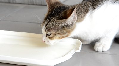 고양이가 먹으면 절대 안  되는 음식이 공개돼 화제다 ⓒbackground-pictures.picphotos.net