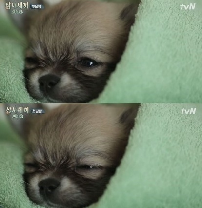 tvN  ‘삼시세끼-어촌편’에 출연하는 강아지 산체. ⓒtvN ‘삼시세끼-어촌편’ 방송 화면 캡처