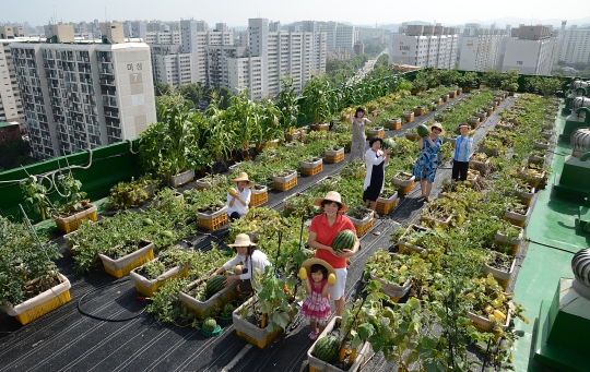 서울 노원구 하계한신아파트 옥상텃밭에서 주민들이 재배한 수박과 참외, 채소 등을 들어 보이고 있다. ⓒ뉴시스ㆍ여성신문