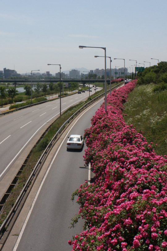 서울 동부간선도로에 장미꽃이 만개해 있다. ⓒ서울시설공단