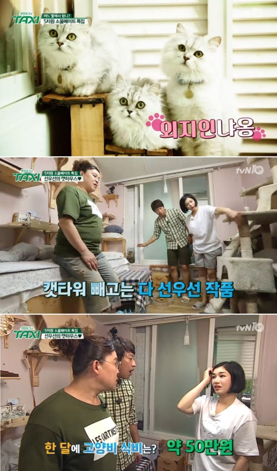 배우 선우선이 고양이 10마리와 함께 사는 집을 공개했다. ⓒtvN 방송화면 캡처