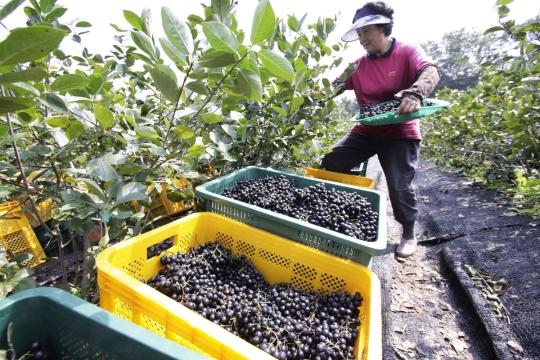 농림축산식품부는 ‘2017년 여성 농업인 육성 시행계획’을 마련해 총 3553억원을 투입한다. ⓒ뉴시스·여성신문