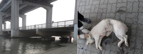 서울시 특별사법경찰은 딸의 건강과 행복을 위해 제사를 지내고 동물사체를 한강에 무단 투기한 종교인 A씨를 형사입건했다. ⓒ서울시