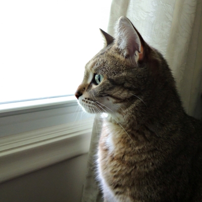 창밖을 바라보는 고양이 ⓒpixabay