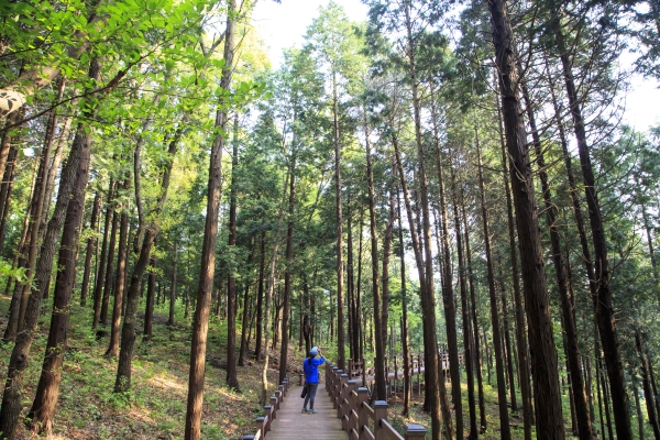 한국관광공사는 6월에 가볼만한 곳으로 전국 6곳의 휴양림을 선정했다. 사진은 전남 보성 제암산자연휴양림.