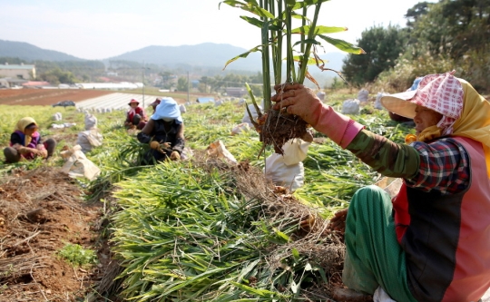 생강을 수확중인 농민들 모습. ⓒ뉴시스·여성신문