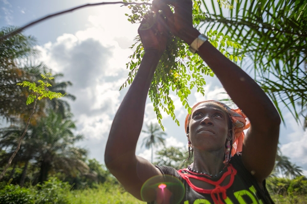 모링가 재배에 몰두하고 있는 기니의 여성 농민. ⓒUN Women/Joe Saade