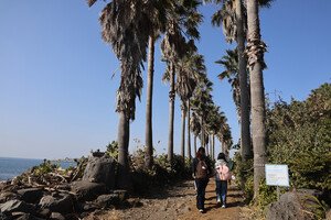 [여성논단] 고양이, 올레길 그리고 노인 여성 : 어떤 사회적 일자리를 ... - 뉴스 썸네일 이미지